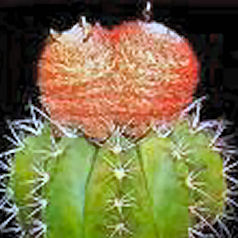 Cactus melocactus bahiensis